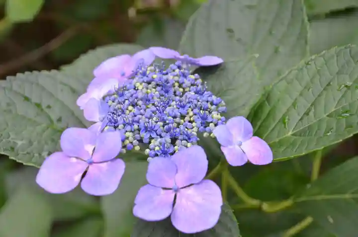 鵜森神社(三重県)