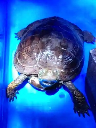 下谷神社(東京都)