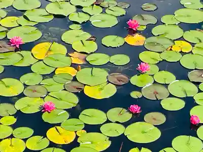 八幡神社(滋賀県)