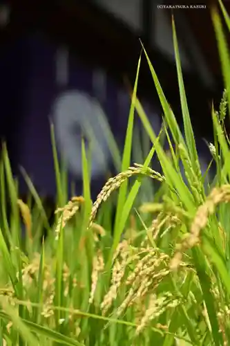 東京大神宮(東京都)