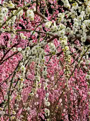 城南宮(京都府)