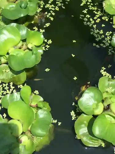 成田山深川不動堂（新勝寺東京別院）の自然