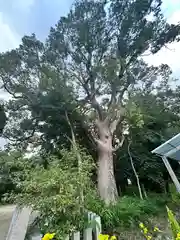 杵築神社(奈良県)