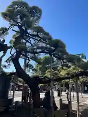 題経寺（柴又帝釈天）(東京都)