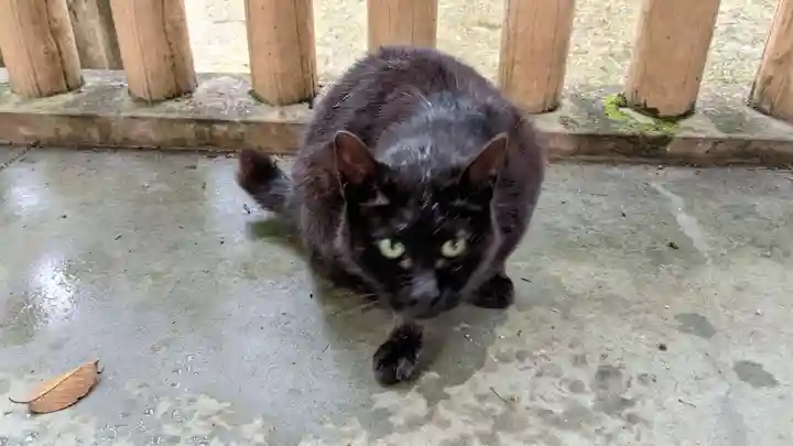 玉野御嶽神社の動物