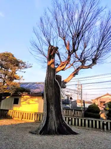 小倉神社の自然