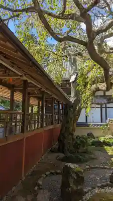 十輪寺(京都府)