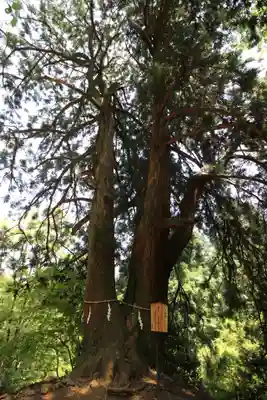 大山阿夫利神社本社(神奈川県)