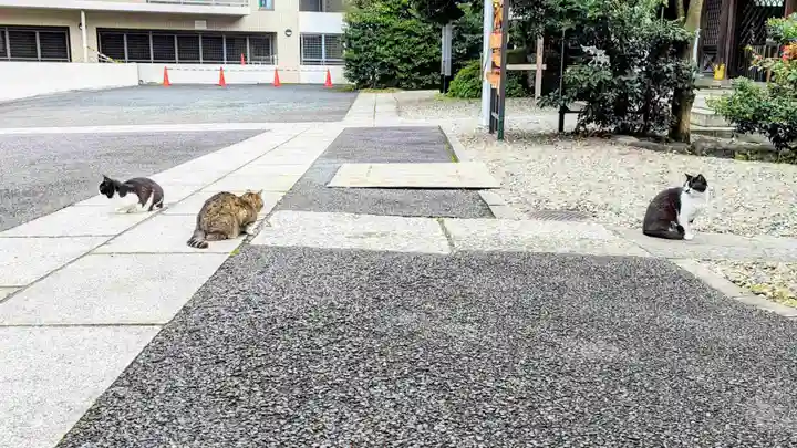 白金氷川神社の動物