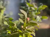 伊勢の国 四天王寺の自然