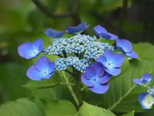 長壽寺（長寿寺）の自然