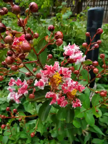 沙沙貴神社の自然