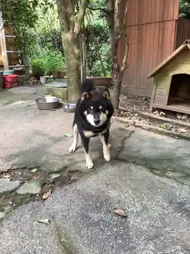 玉野御嶽神社の動物