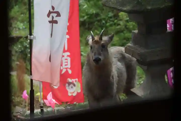 高司神社〜むすびの神の鎮まる社〜の動物