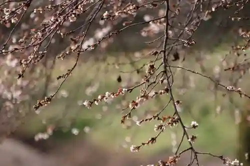 鹿島大神宮の自然