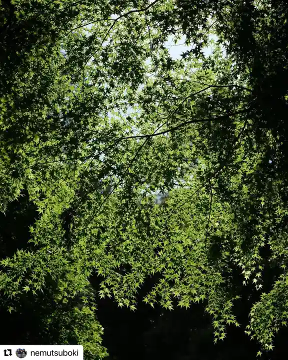 普門寺(切り絵御朱印発祥の寺)の自然