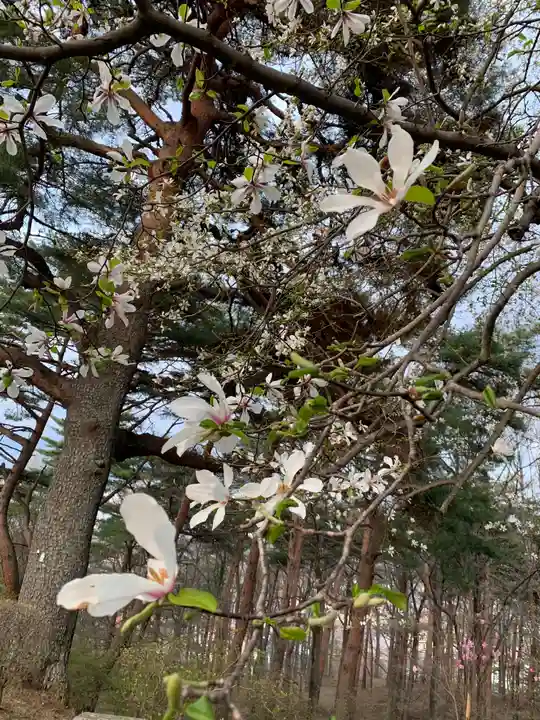 烏森神社の自然