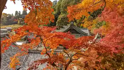 柳谷観音　楊谷寺(京都府)