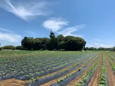 八幡神社(千葉県)