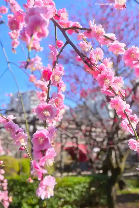 亀戸天神社(東京都)