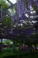 亀戸天神社(東京都)