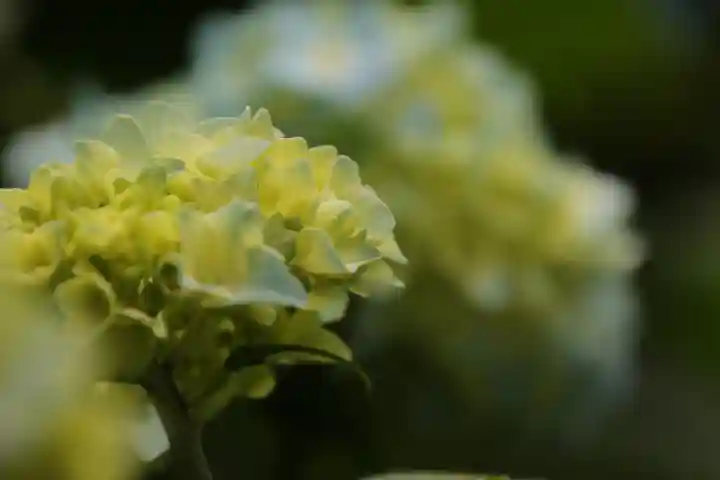 高幡不動尊 金剛寺の自然