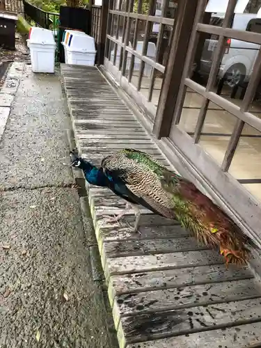 楽法寺（雨引観音）の動物