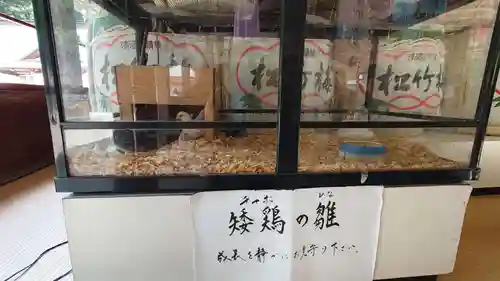 大崎八幡宮(宮城県)