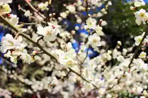 くまくま神社(導きの社 熊野町熊野神社)の自然(2021年02月23日(火) 18時15分25秒投稿)