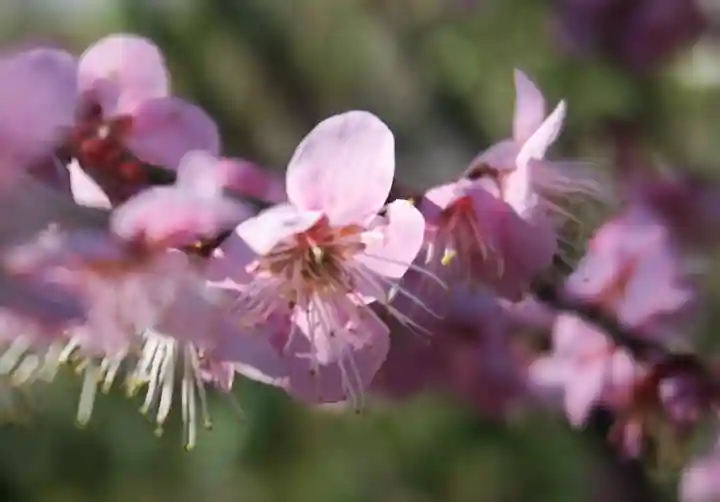 意賀美神社(大阪府)