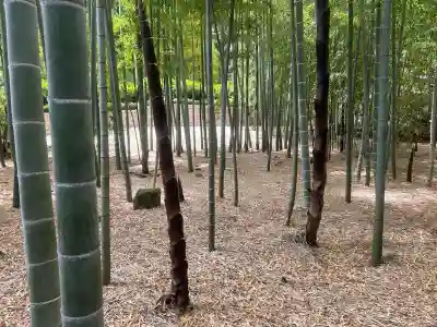 報国寺の{uncategorized: "未分類", other: "その他", undefined: "問題あり", building: "その他建物", grave: "お墓", sacred_gate: "鳥居", guardian: "狛犬", statue: "像", buddha: "仏像", history: "歴史", nature: "自然", garden: "庭園", animal: "動物", pagoda: "塔", temizu: "手水舎", mountain_gate: "山門・神門", sanctuary: "本殿・本堂", subordinate: "末社・摂社", art: "芸術", scenery: "景色", jizo: "地蔵", ema: "絵馬", goshuin: "御朱印", omikuji: "おみくじ", items: "授与品その他", amulet: "お守り", goshuincho: "御朱印帳", eats: "食事", festival: "お祭り", votive_dance: "神楽", shichigosan: "七五三参", wedding: "結婚式", experience: "体験その他", initially: "初詣", around: "周辺", anti_infection: "感染症対策"}