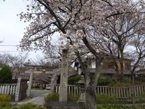 吒枳尼天（法伝寺）(京都府)