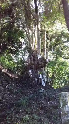 一人女神社の自然