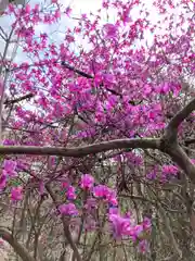 河上神社の自然