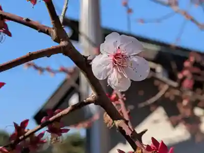 諏訪神社(東京都)