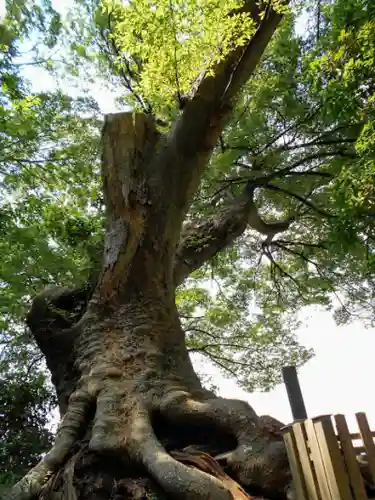 六代山不動院の自然