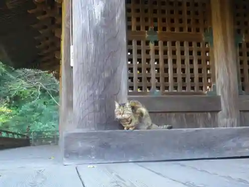 妙本寺の動物