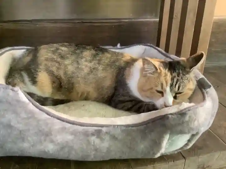 玉野御嶽神社の動物