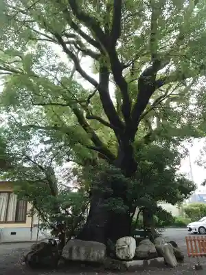 伊河麻神社の自然