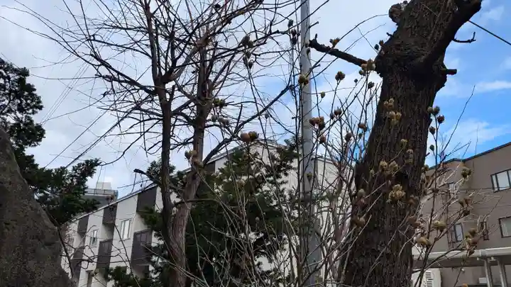 馬頭大神(美山神社跡)の自然