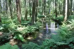 水分神社の自然