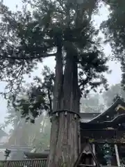 三峯神社(埼玉県)