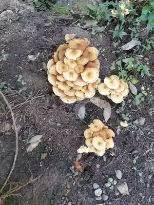 五所駒瀧神社(茨城県)