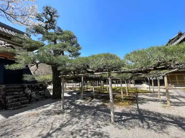本誓寺(東本誓寺)(滋賀県)