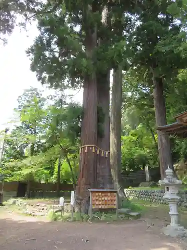 日枝神社の自然