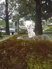 御誕生寺（猫寺）の動物