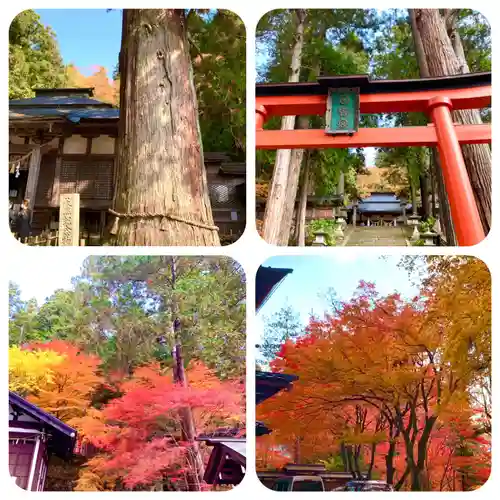 日枝神社の鳥居