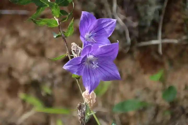 大六天麻王神社の庭園