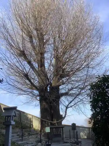 堤治神社の自然