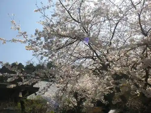 妙本寺の庭園